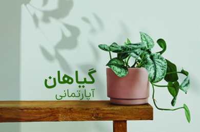 condition-maintenance-houseplants