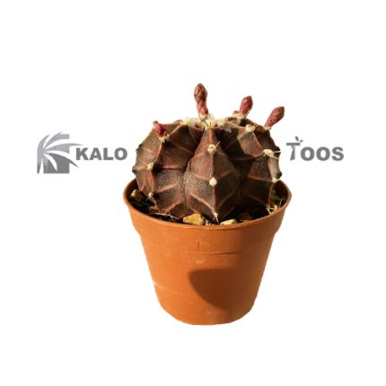 cactus-gemini-mihanovichii-colored