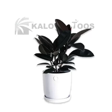 plant-ficus-elastica