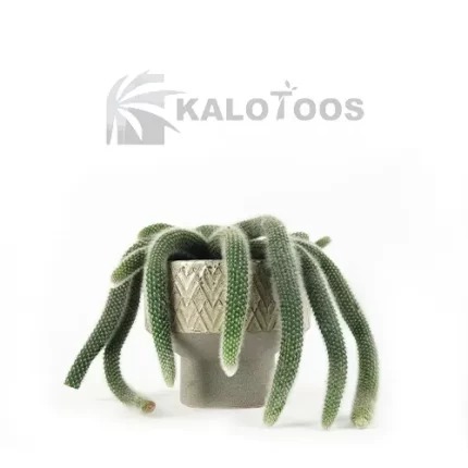 cactus-fox-tail