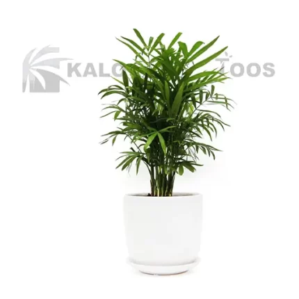 chamaedorea-plant