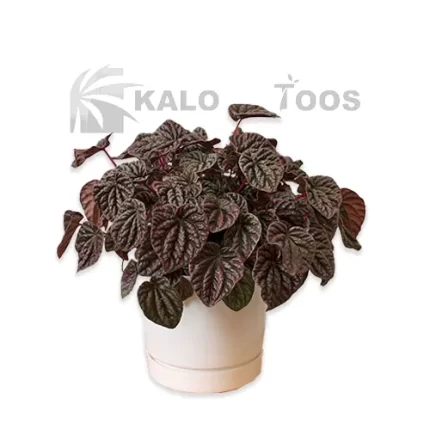 ripple-peperomia-plant