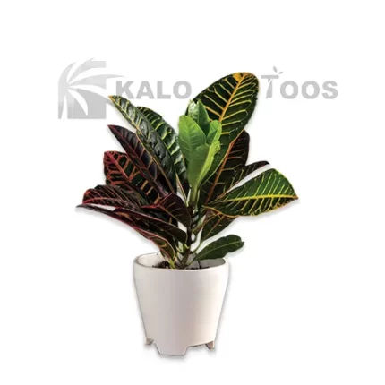 plants-croton-zebra