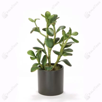 plant-crassula-avata