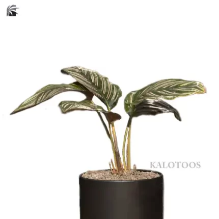 plant-maranta-black
