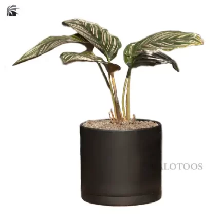 plant-maranta-black