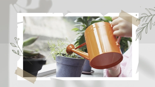 condition-maintenance-houseplants