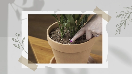 condition-maintenance-houseplants