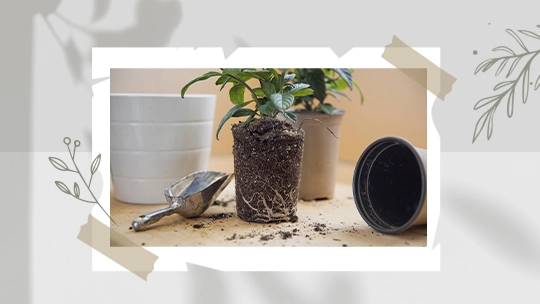 condition-maintenance-houseplants