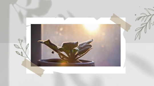 condition-maintenance-houseplants