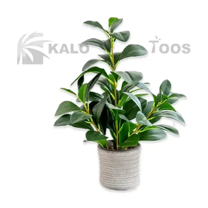ficus-forest-plant