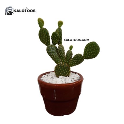 bunny-ears-cactus
