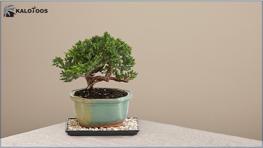 types-of-bonsai