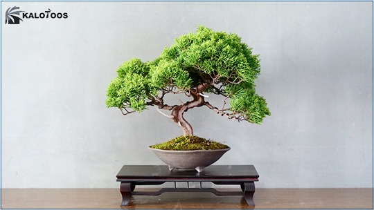 types-of-bonsai