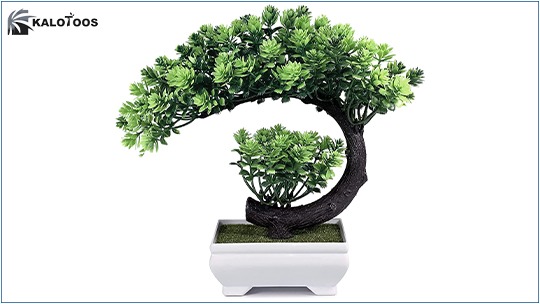 types-of-bonsai