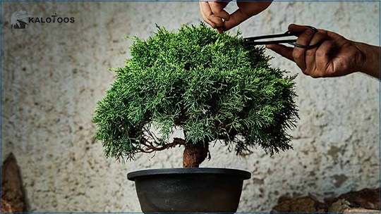 types-of-bonsai