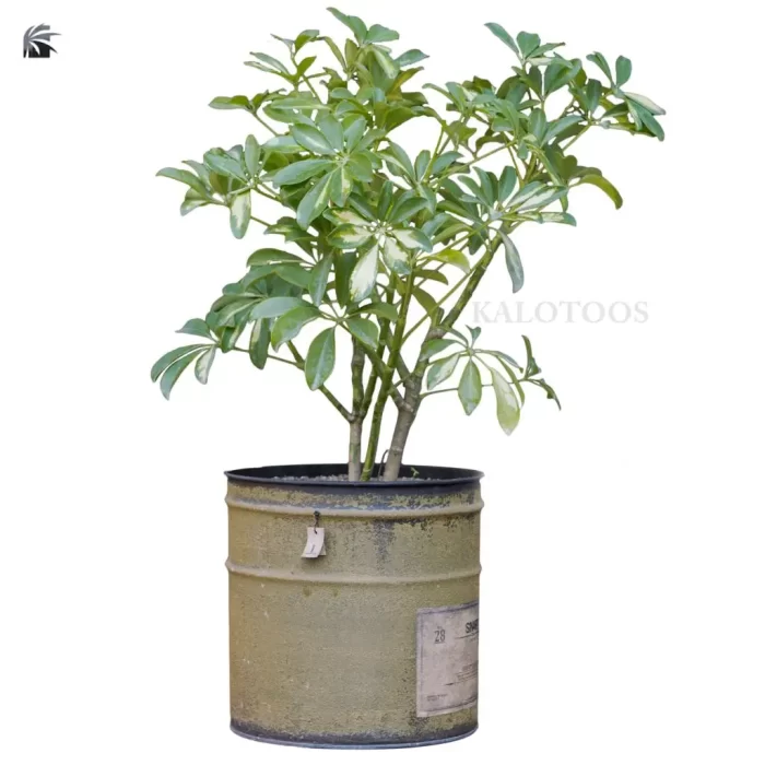 schefflera-aboricola