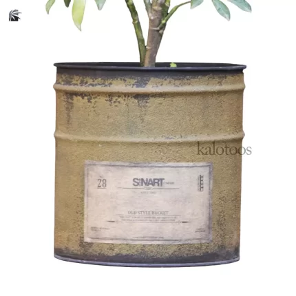 schefflera-aboricola