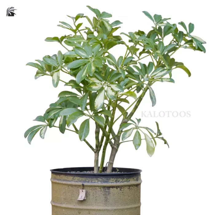 schefflera-aboricola