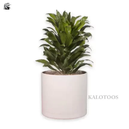 plant-dracaena-compacta