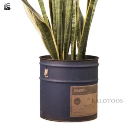 plant-sansevieria-trifasciate