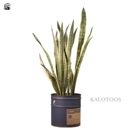 plant-sansevieria-trifasciate