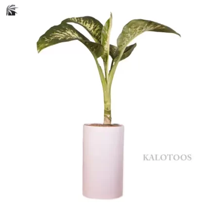 plant-dumb-canes