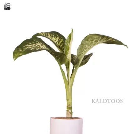plant-dumb-canes