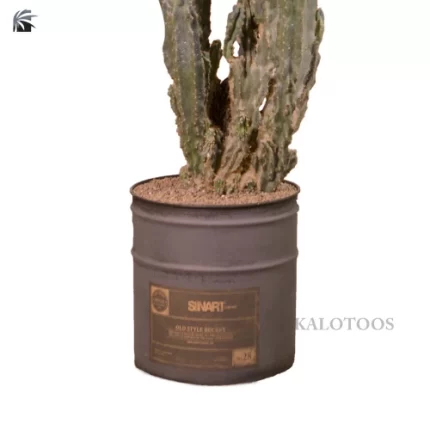 plant-rocky-cactus