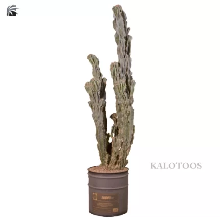 plant-rocky-cactus