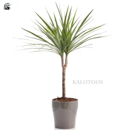 plant-dracaena-staminal