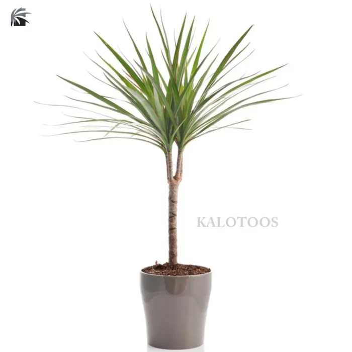 plant-dracaena-staminal