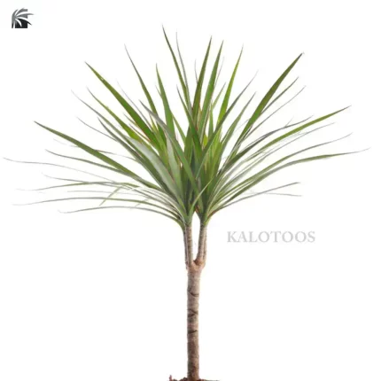 plant-dracaena-staminal