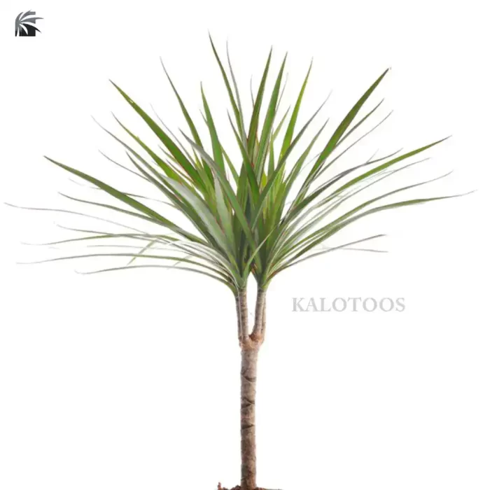 plant-dracaena-staminal