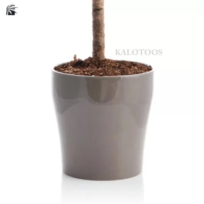 plant-dracaena-staminal