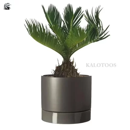 plant-cycas