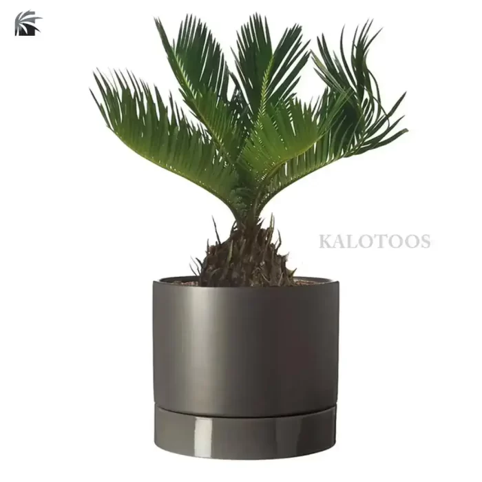plant-cycas