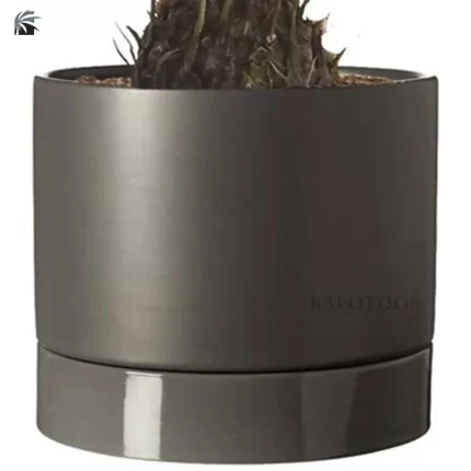 plant-cycas