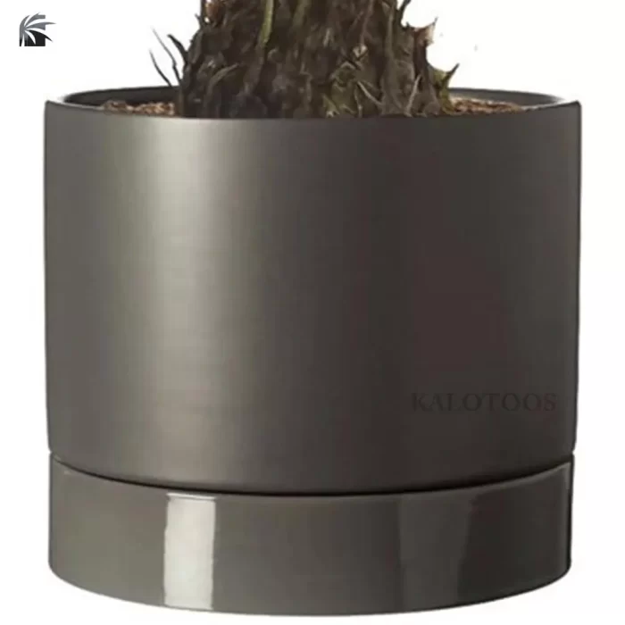 plant-cycas