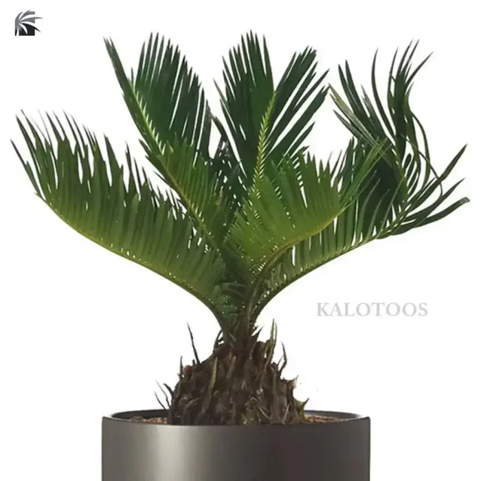 plant-cycas