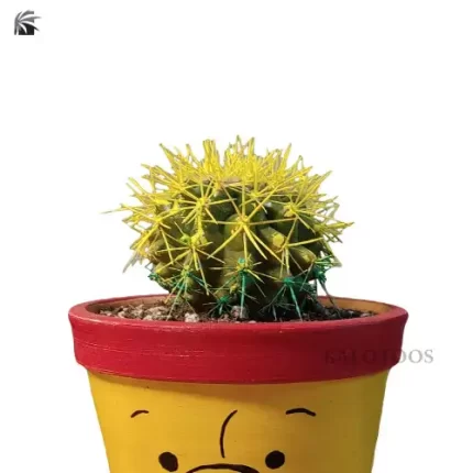 plant-echino-cactus