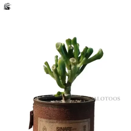 plant-crassula-cv-gollum