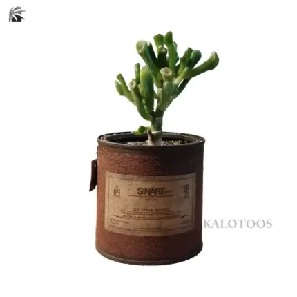 plant-crassula-cv-gollum