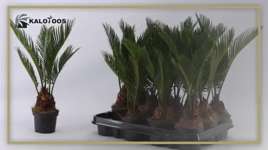 reproduction-of-cycas