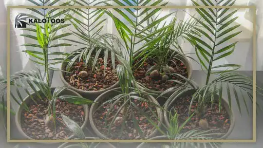 reproduction-of-cycas