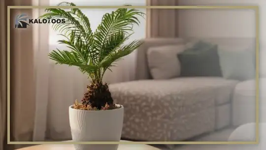 reproduction-of-cycas