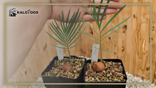 reproduction-of-cycas