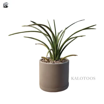 plant-agave-stricta