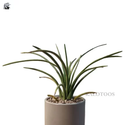 plant-agave-stricta