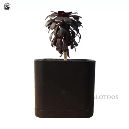 plant-aeonium